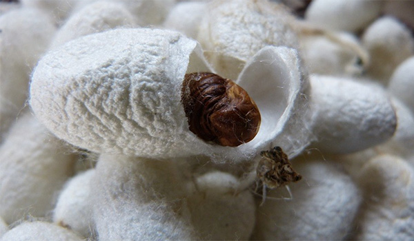Cashmere e seta