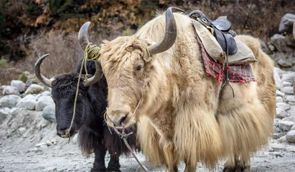 Yak